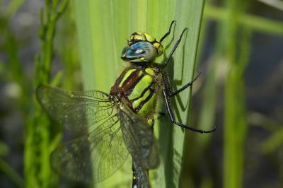 Aeschne printanière  (<i>Brachytron pratense</i>)