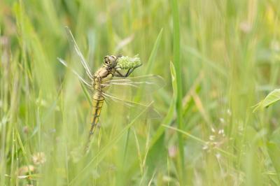Orthétrum réticulé  (<i>Orthetrum cancellatum</i>)