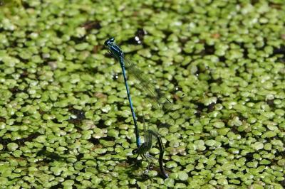 Agrion jouvencelle