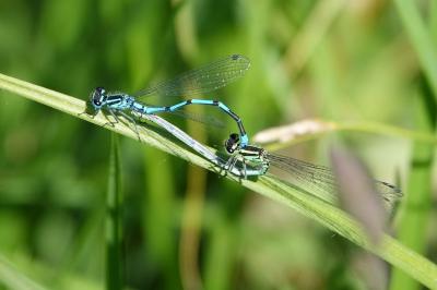 Agrion jouvencelle (<i>Coenagrion puella</i>)