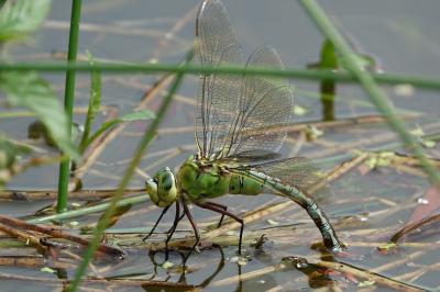 Anax empereur 
