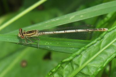 Agrion à larges pattes