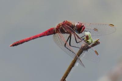 Sympetrum fonscolombii