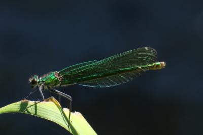 Calopteryx splendens