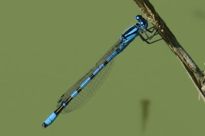 Agrion porte-coupe