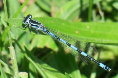 Agrion de Mercure (<i>Coenagrion mercuriale</i>)