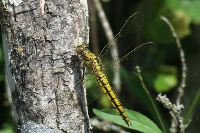 Orthétrum réticulé  (<i>Orthetrum cancellatum</i>)