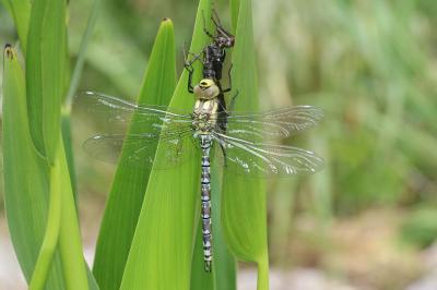 Aeschne bleue  (<i>Aeshna cyanea</i>)