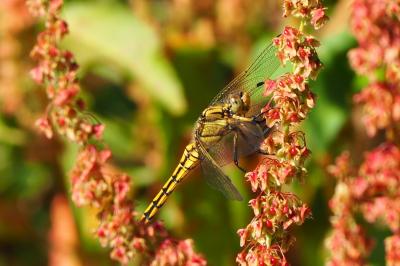 Orthétrum réticulé  (<i>Orthetrum cancellatum</i>)