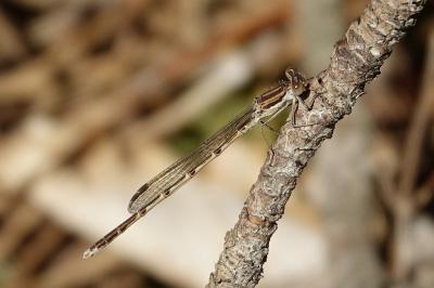 Leste brun (<i>Sympecma fusca</i>)