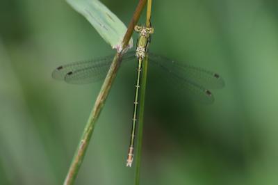 Leste verdoyant (<i>Lestes virens</i>)