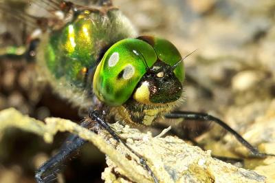 Cordulie métallique  (<i>Somatochlora metallica</i>)