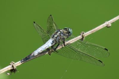 Orthétrum à stylets blancs  (<i>Orthetrum albistylum</i>)