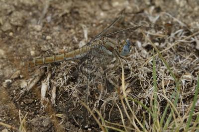 Orthétrum brun  (<i>Orthetrum brunneum</i>)
