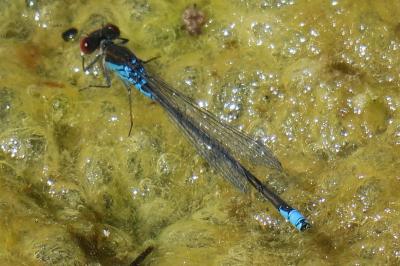 Naïade aux yeux rouges  (<i>Erythromma najas</i>)