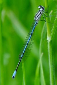 Agrion jouvencelle