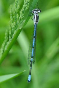 Agrion jouvencelle