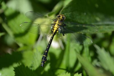 Gomphe vulgaire  (<i>Gomphus vulgatissimus</i>)