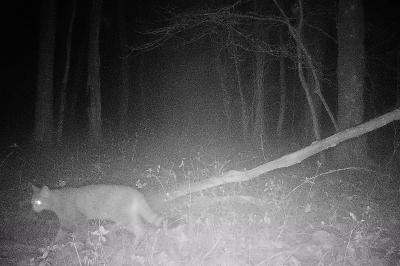 <i>Felis silvestris</i>