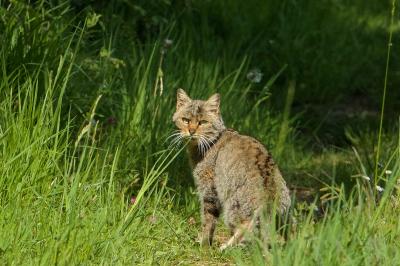 Felis silvestris