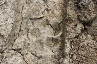 Renard roux (<i>Vulpes vulpes</i>)