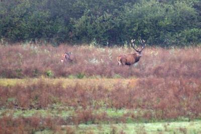 Cerf élaphe (<i>Cervus elaphus</i>)