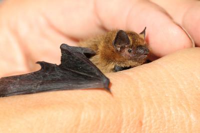 Pipistrelle commune (<i>Pipistrellus pipistrellus</i>)
