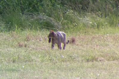 <i>Felis silvestris</i>