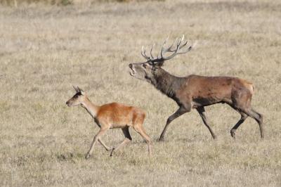 Cerf élaphe