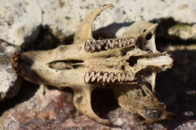 Campagnol souterrain