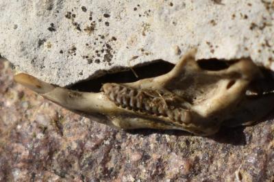 Campagnol souterrain