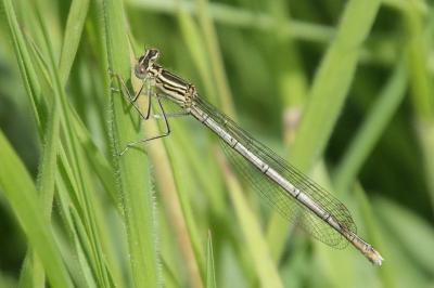 Agrion à larges pattes