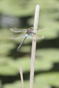 Anax napolitain 