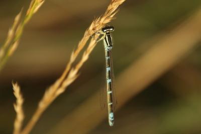Agrion mignon 