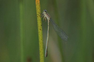 Agrion nain  (<i>Ischnura pumilio</i>)