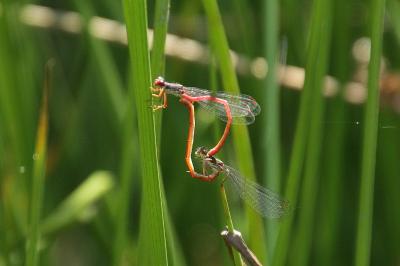 Agrion délicat