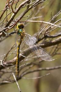 Somatochlora flavomaculata