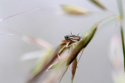 Agrion orangé