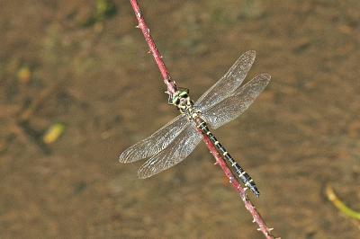Cordulégastre annelé  (<i>Cordulegaster boltonii</i>)