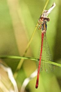 Agrion délicat