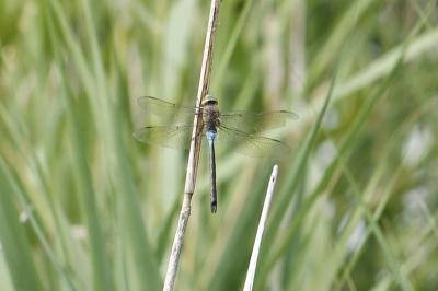 Anax napolitain 