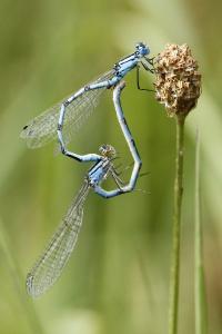 Agrion porte-coupe