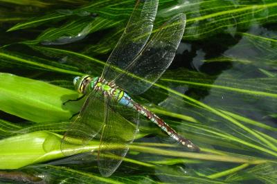 Anax empereur 