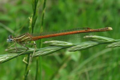 Agrion orangé (<i>Platycnemis acutipennis</i>)