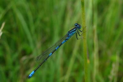 Agrion mignon  (<i>Coenagrion scitulum</i>)