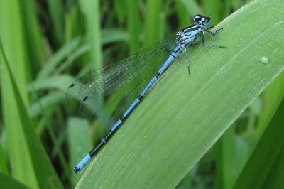 Agrion jouvencelle