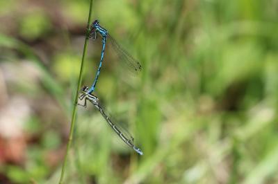 Agrion de Mercure