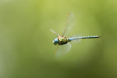Aeschne affine (<i>Aeshna affinis</i>)
