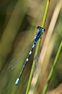 Agrion mignon 
