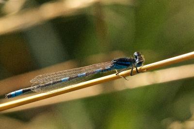 Agrion mignon 